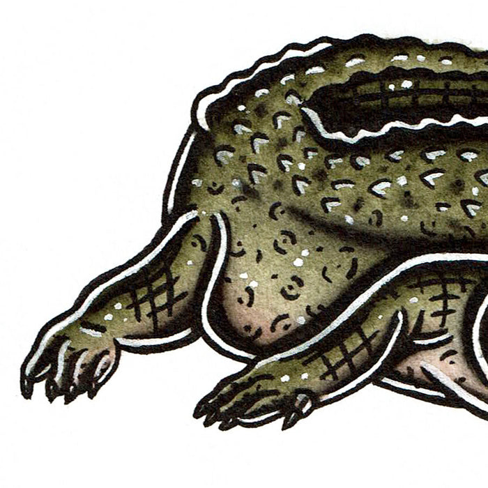 American traditional tattoo flash wildlife illustration American Alligator ink and watercolor painting.