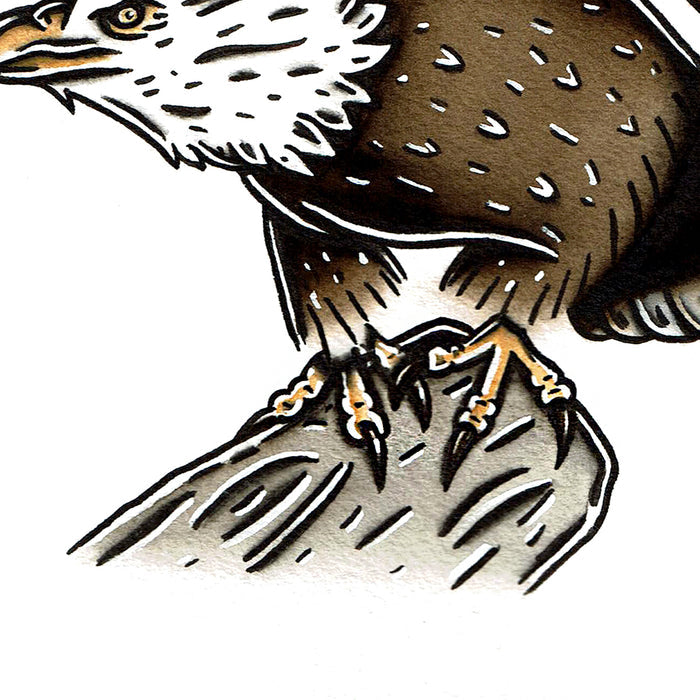 American traditional wildlife illustration Bald Eagle ink and watercolor painting.