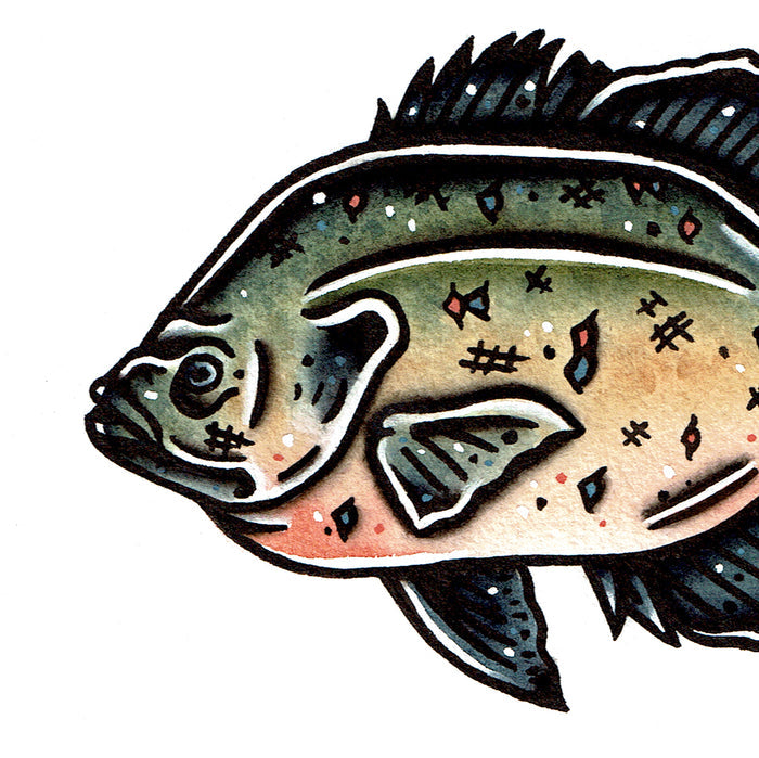 American traditional tattoo flash wildlife illustration Bluegill Sunfish painting.