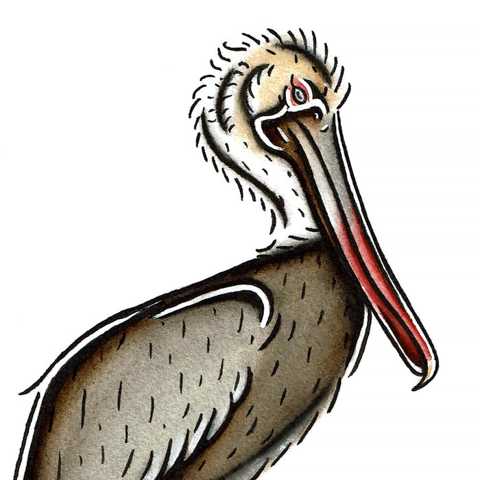 American traditional tattoo flash wildlife illustration Brown Pelican ink and watercolor painting.