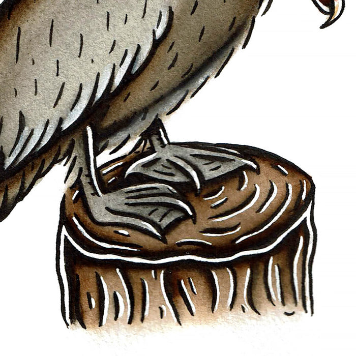 American traditional tattoo flash wildlife illustration Brown Pelican ink and watercolor painting.