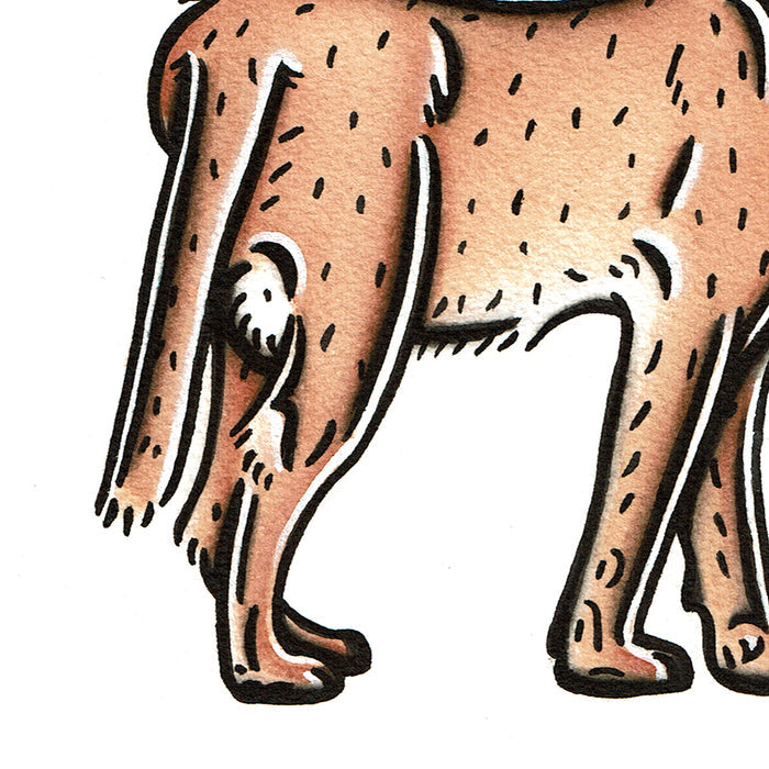 American traditional tattoo flash wildlife illustration Caracal cat ink and watercolor painting.