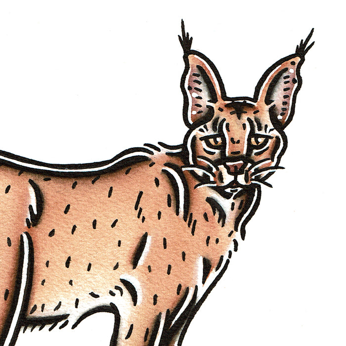 American traditional tattoo flash wildlife illustration Caracal cat ink and watercolor painting.