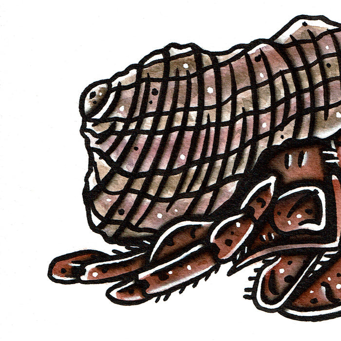 American traditional tattoo flash wildlife illustration Caribbean Hermit Crab ink and watercolor painting.