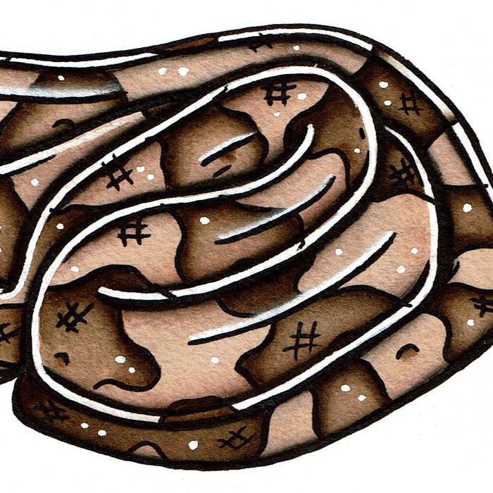 American traditional tattoo flash wildlife illustration Southern Copperhead Snake ink and watercolor painting.