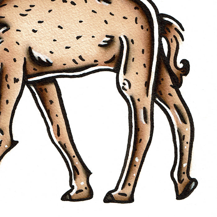 American traditional tattoo flash wildlife illustration Dromedary Camel ink and watercolor painting.