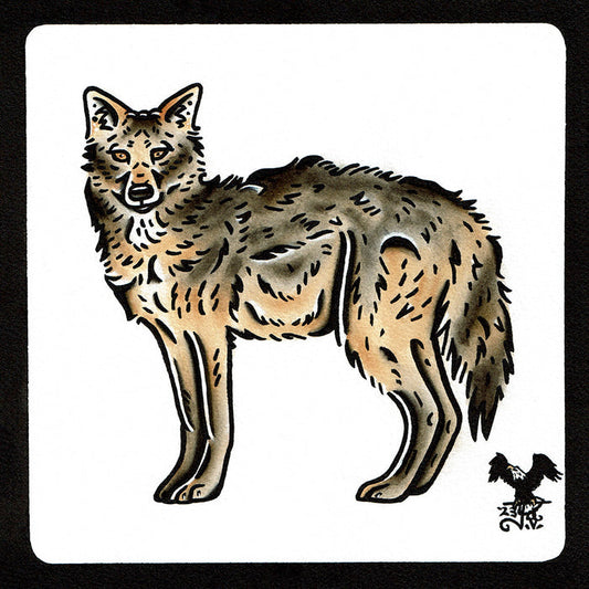 American traditional tattoo flash wildlife illustration Golden Jackal watercolor painting.