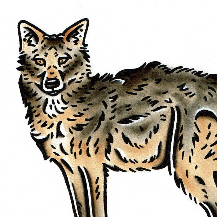 American traditional tattoo flash wildlife illustration Golden Jackal watercolor painting.
