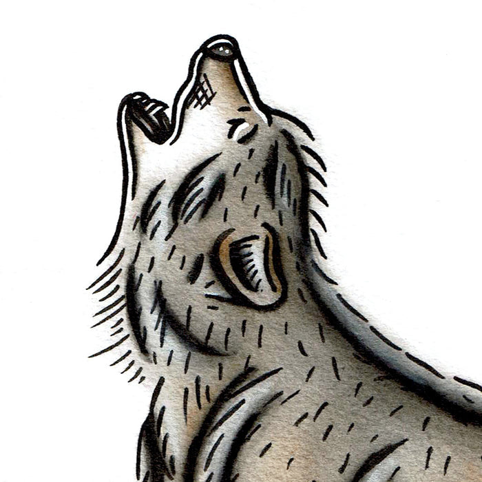 American traditional tattoo flash wildlife illustration Gray Wolf ink and watercolor illustration.