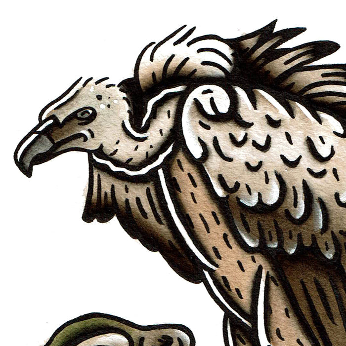 American traditional tattoo flash wildlife illustration Griffon Vulture ink and watercolor painting.