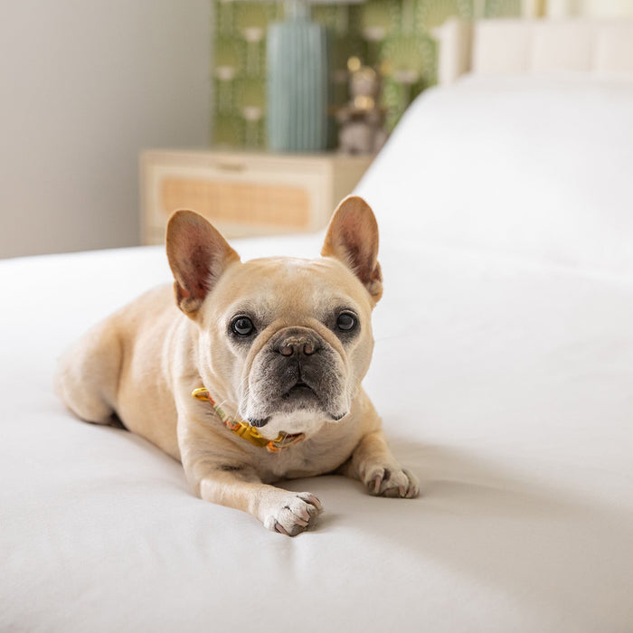 Jersey Knit Sheet Set in Ivory White