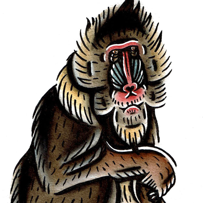 American traditional tattoo flash wildlife illustration Mandrill monkey ink and watercolor painting.