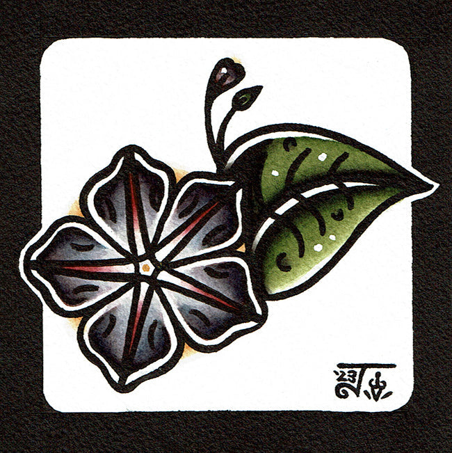 Ameerican traditional tattoo flash Morning Glory Flower watercolor painting.