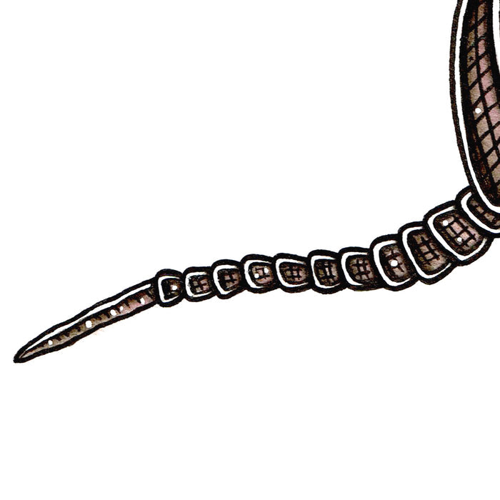 American traditional tattoo flash Nine-banded Armadillo ink and watercolor painting.
