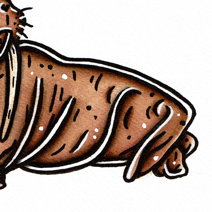 American traditional tattoo flash wildlife illustration Pacific Walrus ink and watercolor painting.