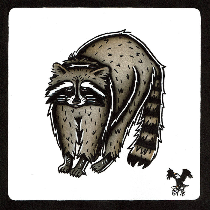 American traditional tattoo flash wildlife illustration Raccoon ink and watercolor painting.