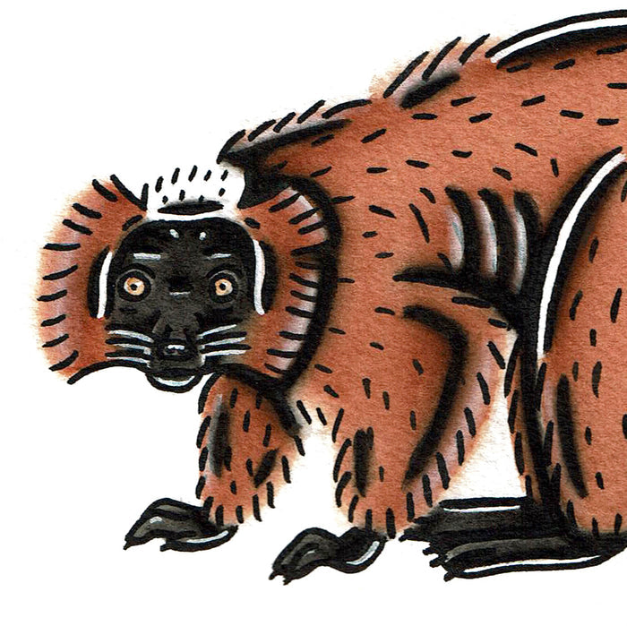 American traditional tattoo flash wildlife illustration Red Ruffed Lemur ink and watercolor painting.