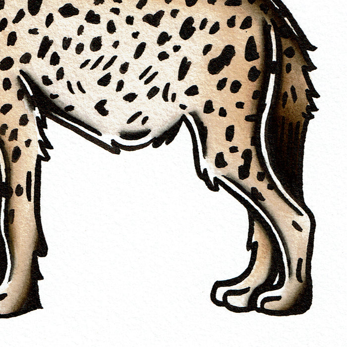 American traditional tattoo flash wildlife illustration Spotted Hyena ink and watercolor painting.