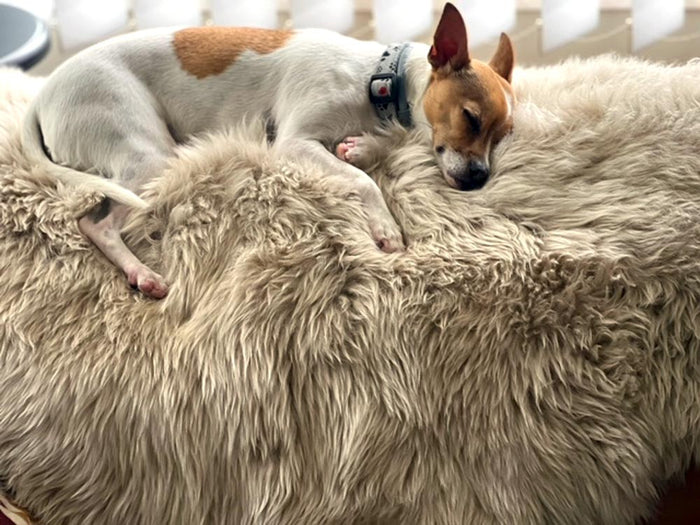 Stone sheepskin rug NZ beige