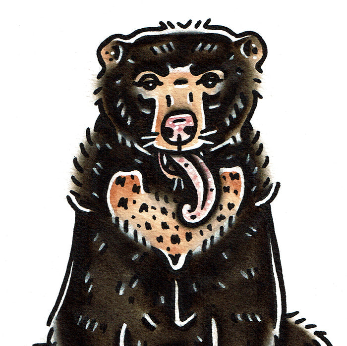 American traditional tattoo flash wildlife illustration Sun Bear ink and watercolor painting.