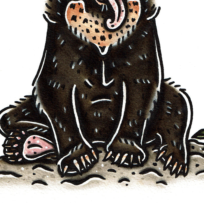 American traditional tattoo flash wildlife illustration Sun Bear ink and watercolor painting.