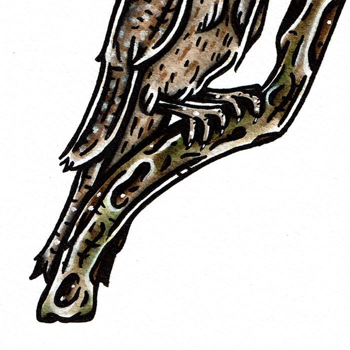 American traditional tattoo flash Wildlife illustration Tawny Frogmouth watercolor painting.