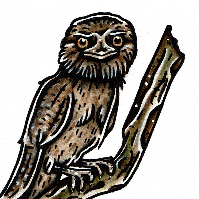 American traditional tattoo flash Wildlife illustration Tawny Frogmouth watercolor painting.